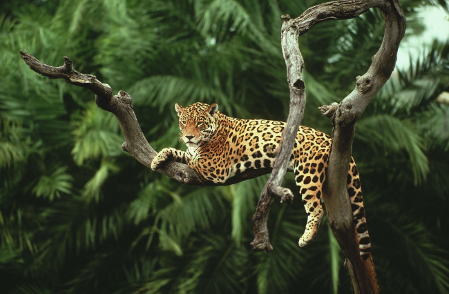 Обои картинки фото животные, Ягуары, деревья, ветка, отдых, пальмы, ягуар