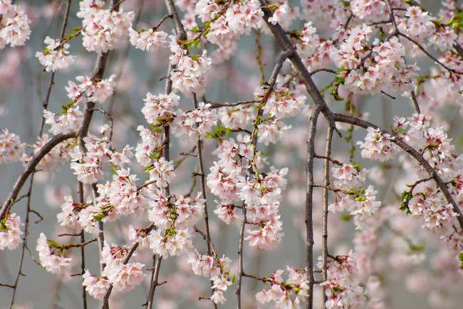 Обои картинки фото цветы, сакура,  вишня, вишня, нежность, ветки, весна