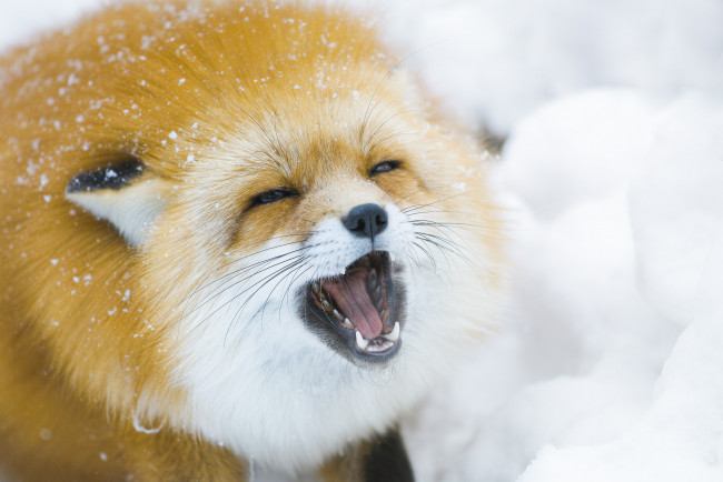 Обои картинки фото животные, лисы, лиса, зима