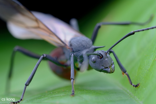 Обои картинки фото животные, насекомые, муравьиха, лист, макро