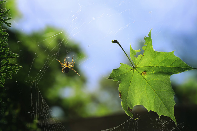 Обои картинки фото животные, пауки, паук, лист, паутина
