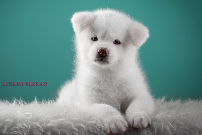 Обои картинки фото животные, собаки, японская, акита, щенок, белый, милый