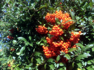 Картинка природа Ягоды оранжевые ягоды