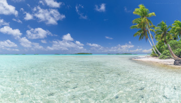 Картинка природа побережье пейзаж вода пальма песок