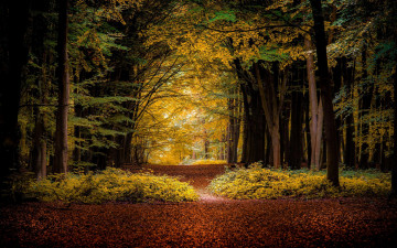 Картинка природа лес пейзаж деревья осень