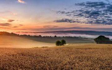 Картинка природа поля пейзаж колосья поле закат