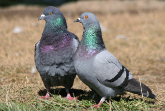 Картинка голуби животные птицы пара