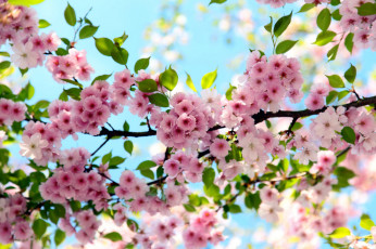 Картинка цветы сакура +вишня