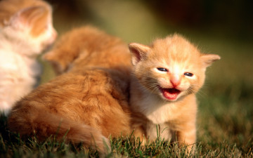 Картинка животные коты котята рыжие трава лужайка