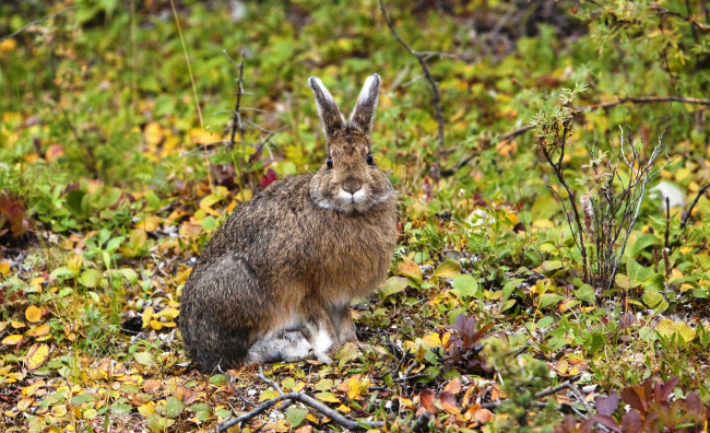 Обои картинки фото американский беляк, животные, кролики,  зайцы, трава, заяц, листья