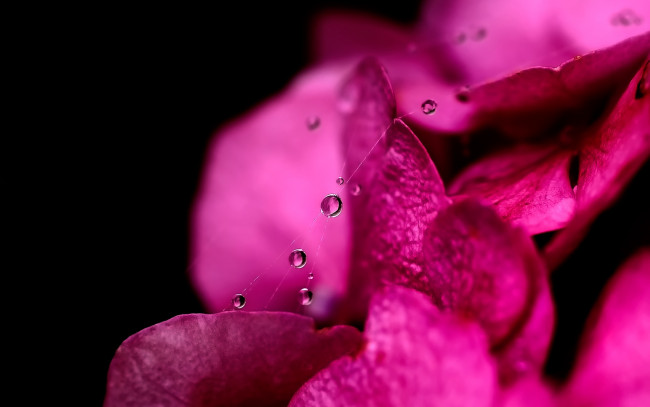 Обои картинки фото цветы, гортензия, паутина, капли, макро, розовые, лепестки