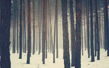 обоя природа, лес, снег, зима