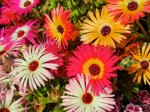 Картинка цветы аизовые разноцветные макро