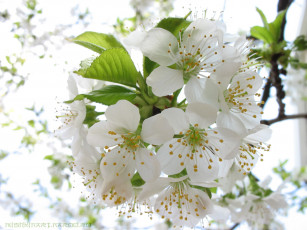 Картинка цветы цветущие деревья кустарники