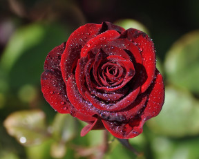 Картинка цветы розы лепестки королева цветов макро бутон роса капельки росы красная