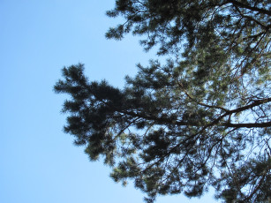 Картинка природа деревья небо сосна