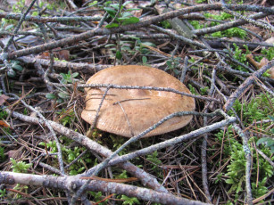 Картинка природа грибы сухие ветки иголки шляпка