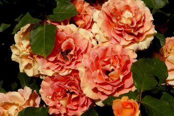 Картинка цветы розы куст много оранжевый