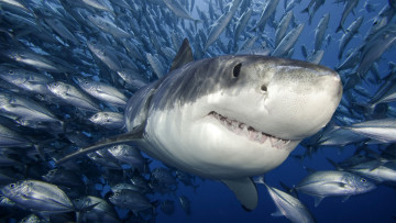 обоя great, white, shark, животные, акулы, рыбы, белая, акула