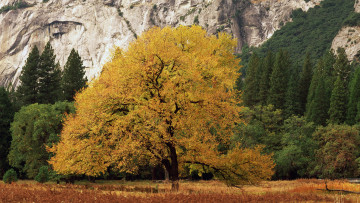 Картинка природа деревья осень листья