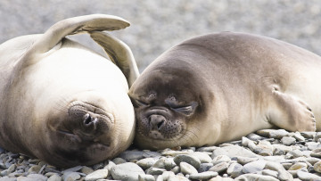 Картинка животные тюлени морские львы котики elephant seals морской слон