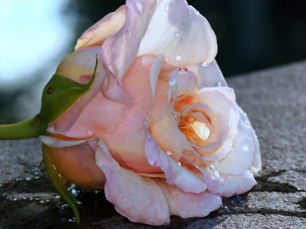 Обои картинки фото цветы, розы, асфальт, слезы