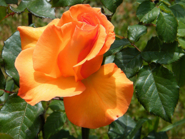 Обои картинки фото цветы, розы, оранжевый, яркий