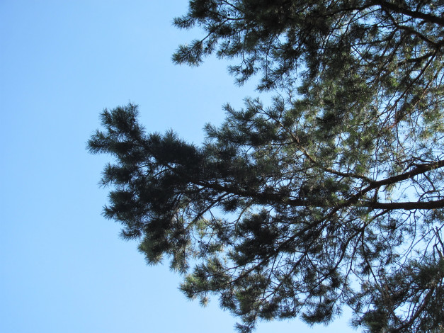 Обои картинки фото природа, деревья, небо, сосна