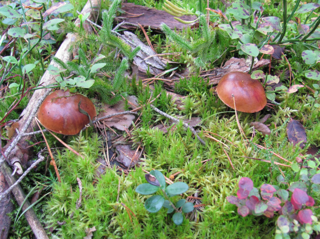 Обои картинки фото природа, грибы, кора, иголки, польские