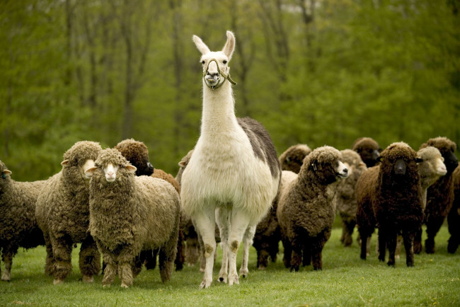 Обои картинки фото животные, разные, вместе, овца, лама