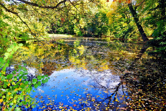 Обои картинки фото природа, реки, озера, вода, листья, осень, деревья