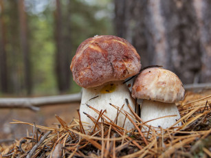 Картинка природа грибы белые