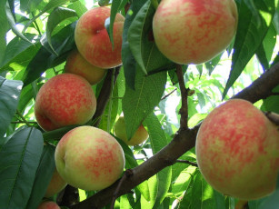 Картинка природа плоды ветка персики