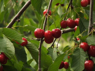 Картинка природа Ягоды вишни