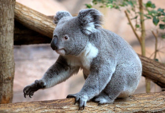Картинка животные коалы серый плюшевый забавный