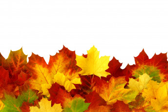 Картинка природа листья осень клен разноцветный