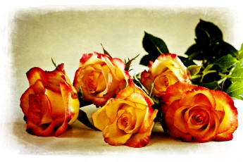 Картинка цветы розы лепестки оранжевый