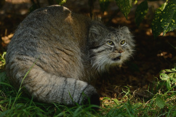 Картинка животные манулы агрессивный палласов кот