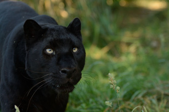 Картинка животные пантеры черный красавица