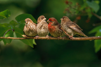 Картинка животные птицы зяблики семейка ветка