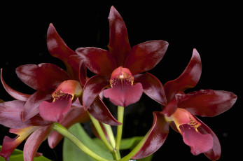 Картинка цветы орхидеи бордовый экзотика