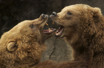 Картинка животные медведи спарринг