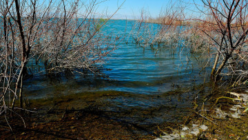 Картинка lakeshore reedsn природа реки озера озеро берег кусты