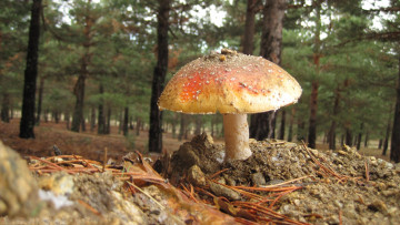 обоя mushroom, природа, грибы, мухомор, пригорок, лес
