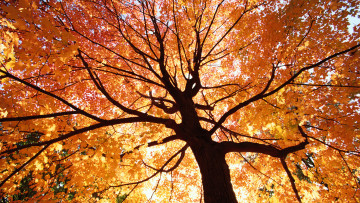 Картинка природа деревья лучи осень листья