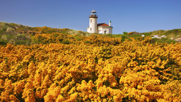 Картинка природа маяки маяк цветы