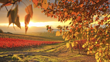Картинка природа поля виноградник закат поле