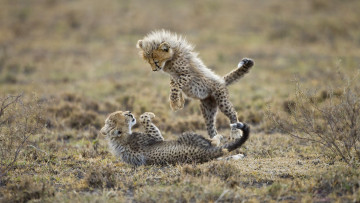 Картинка животные гепарды леопарды детеныши