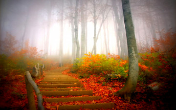 Картинка park природа дороги парк туман деревья лестница