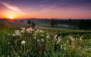 Картинка природа восходы закаты пейзаж одуванчики закат луг